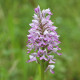 Orchis militaris - Military orchis