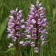 Orchis militaris - Helmknabenkraut