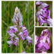 Orchis militaris - Helmknabenkraut