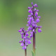 Orchis morio - Green-winged orchid