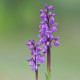 Orchis morio - Kleines Knabenkraut