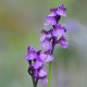 Orchis morio - Green-winged orchid