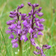 Orchis morio - De harlekijn Orchis