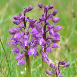 Bulbe ou gousse d'Anacamptis morio et substrat. l'orchidée à ailes vertes  ou orchidée à veines vertes, Orchis morio, bulbes d'orchidées à fleurs  violettes -  France