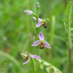 Ophrys apifera - 'Bee' orchid