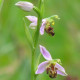 Ophrys apifera - Bienen Ragwurz