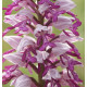 Orchis militaris - Helmknabenkraut