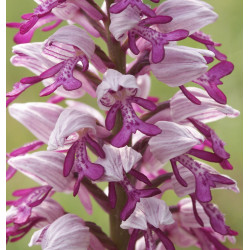 Orchis mascula - Orchidée mâle