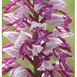 Orchis militaris - Helmknabenkraut