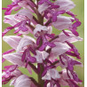 Orchis militaris - Military orchis