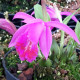 Pleione ‘Tibesti’