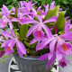 Pleione ‘Tibesti’