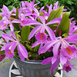 Pleione ‘Tibesti’