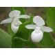 Freiland orchidee Cypripedium reginae ‘alba’