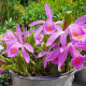 Pleione ‘Tibesti’