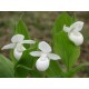 Freiland orchidee Cypripedium reginae ‘alba’