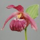 Cypripedium ‘Bernd’