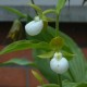 Freiland orchidee Cypripedium californicum 