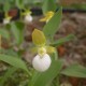 Cypripedium californicum 