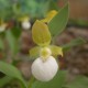 Freiland orchidee Cypripedium californicum 