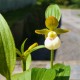 Freiland orchidee Cypripedium californicum 
