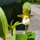 Cypripedium californicum 