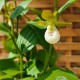 Freiland orchidee Cypripedium californicum 