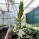Dactylorhiza fuchsii ‘alba’