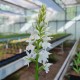 Dactylorhiza fuchsii ‘alba’