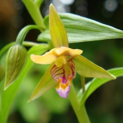 Epipactis thunbergii