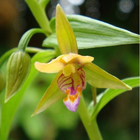 Epipactis thunbergii Yellow form