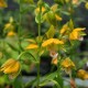 Epipactis thunbergii Yellow form