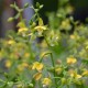 Epipactis thunbergii Yellow form