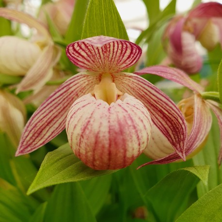 Cypripedium ‘Bernd’