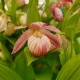 Cypripedium ‘Bernd’