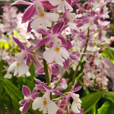 Calanthe Izu-insularis