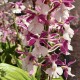 Calanthe Izu-insularis