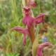 Orchis sancta - Anacamptis sancta - Heilige orchis