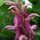 Orchis sancta - Anacamptis sancta - Sacred orchid
