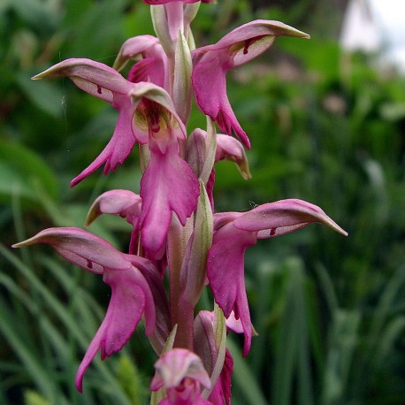 Orchis sancta - Anacamptis sancta - Sacred orchid