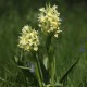 Dactylorhiza sambucina - Orchidea sambucina