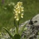 Dactylorhiza sambucina - Orchidea sambucina