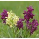 Dactylorhiza sambucina - Elder orchid