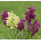 Dactylorhiza sambucina - Holunder Knabenkraut