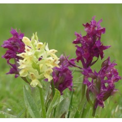 Dactylorhiza sambucina - Jeunes plantes