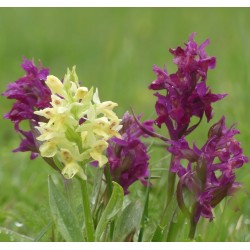 Dactylorhiza sambucina - Orchis sureau