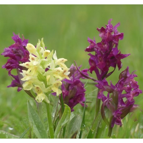 Dactylorhiza sambucina - Elder orchid