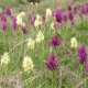 Dactylorhiza sambucina - Orchidea sambucina