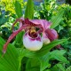 Cypripedium ‘Lucy Pinkepank’