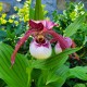 Cypripedium ‘Lucy Pinkepank’